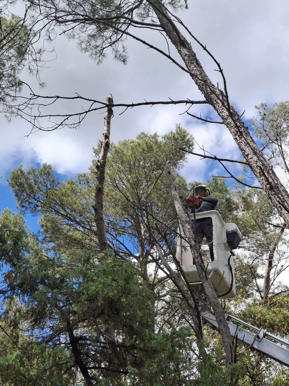 Démontage d'un pin sec à la nacelle par l'élagueur du Carré Vert — Indre-et-Loire (37)