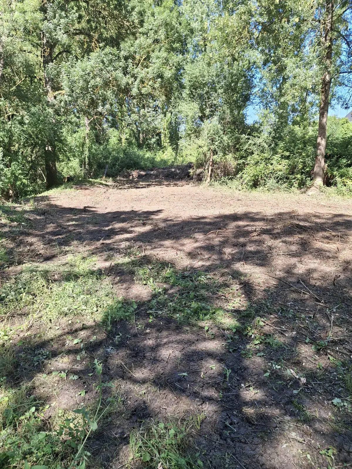 Sous-bois dégagé après débroussaillage — Le Carré Vert (37)