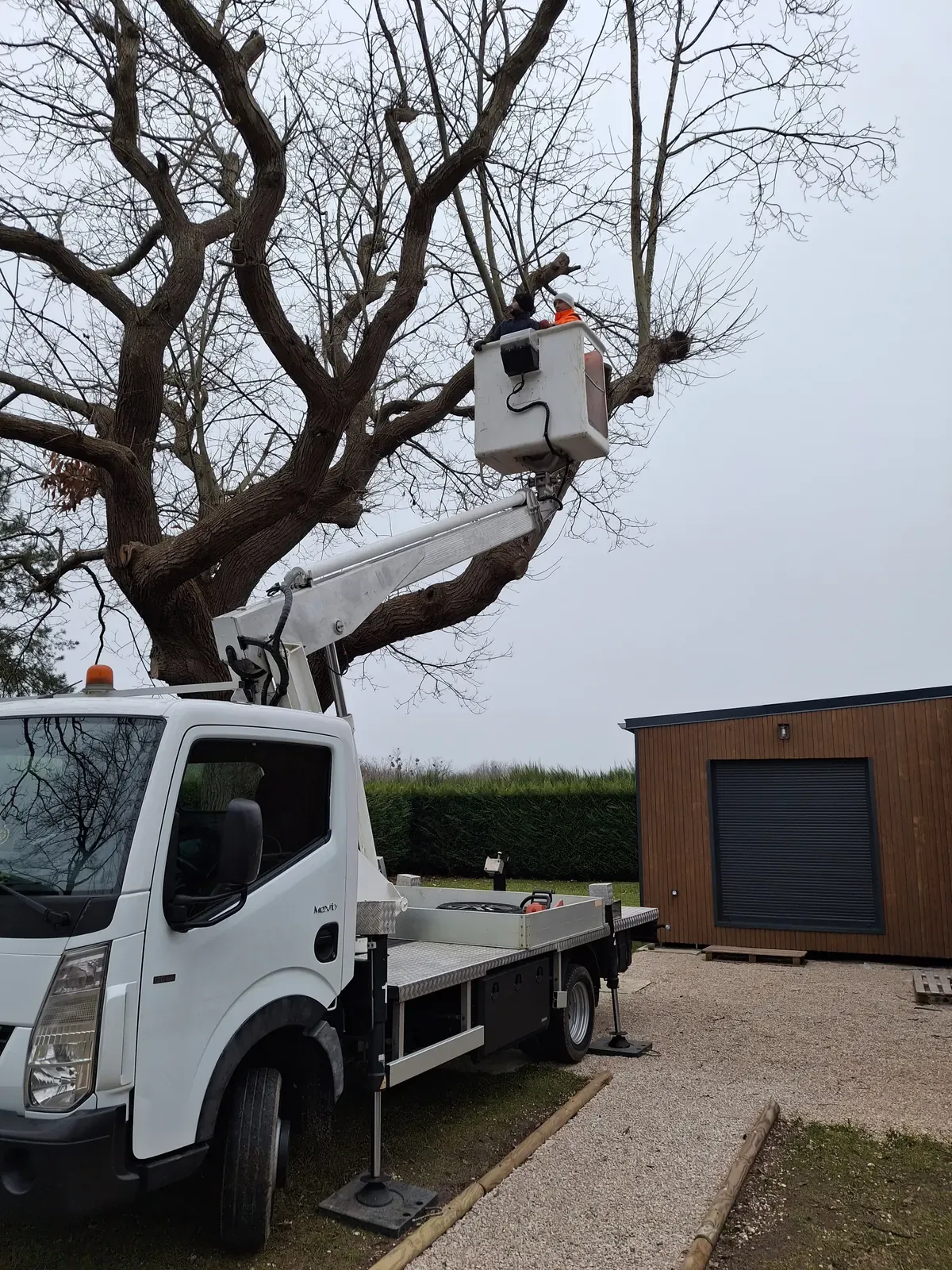 Taille d'un arbre têtard à la nacelle devant un pavillon — Le Carré Vert (37)