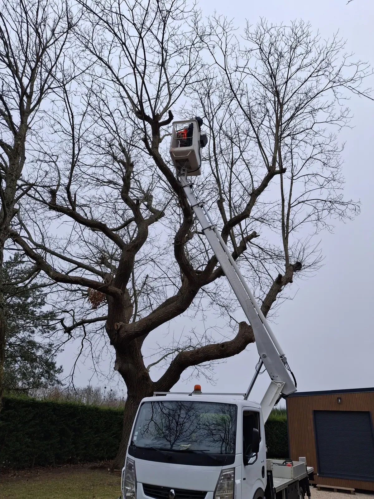 Nacelle élévatrice dans un grand arbre têtard devant une maison — Le Carré Vert (37)