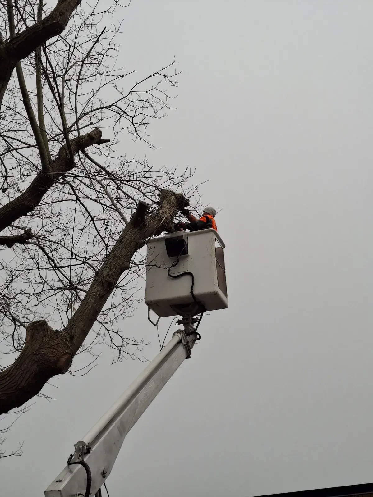 Élagueur du Carré Vert en nacelle au sommet d'un arbre, Indre-et-Loire (37)