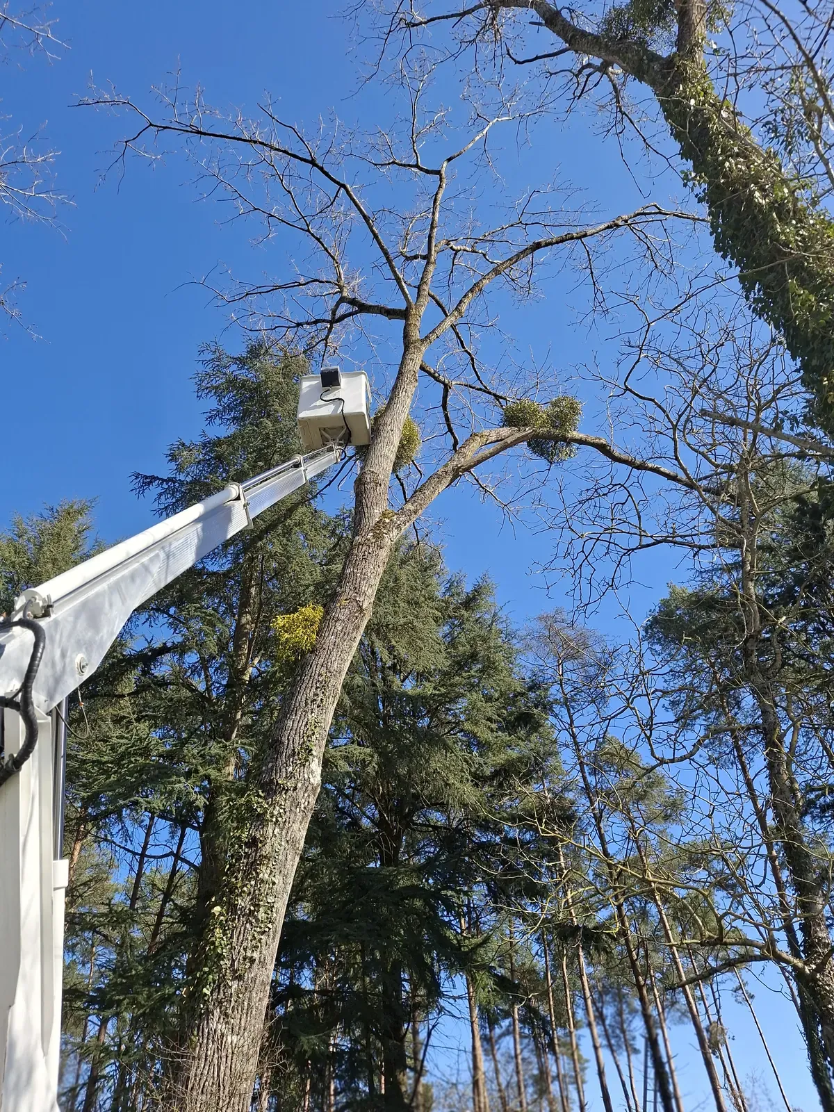 Bras de nacelle déployé vers la cime de grands arbres — Le Carré Vert, Indre-et-Loire
