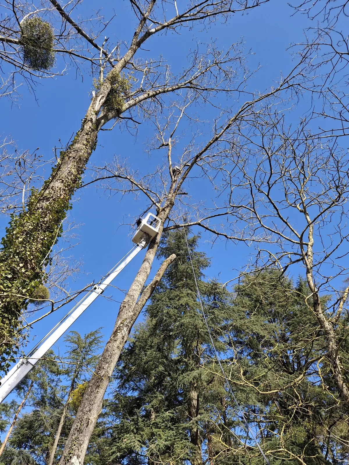 Intervention à la nacelle sur des arbres de très grande hauteur — Le Carré Vert (37)