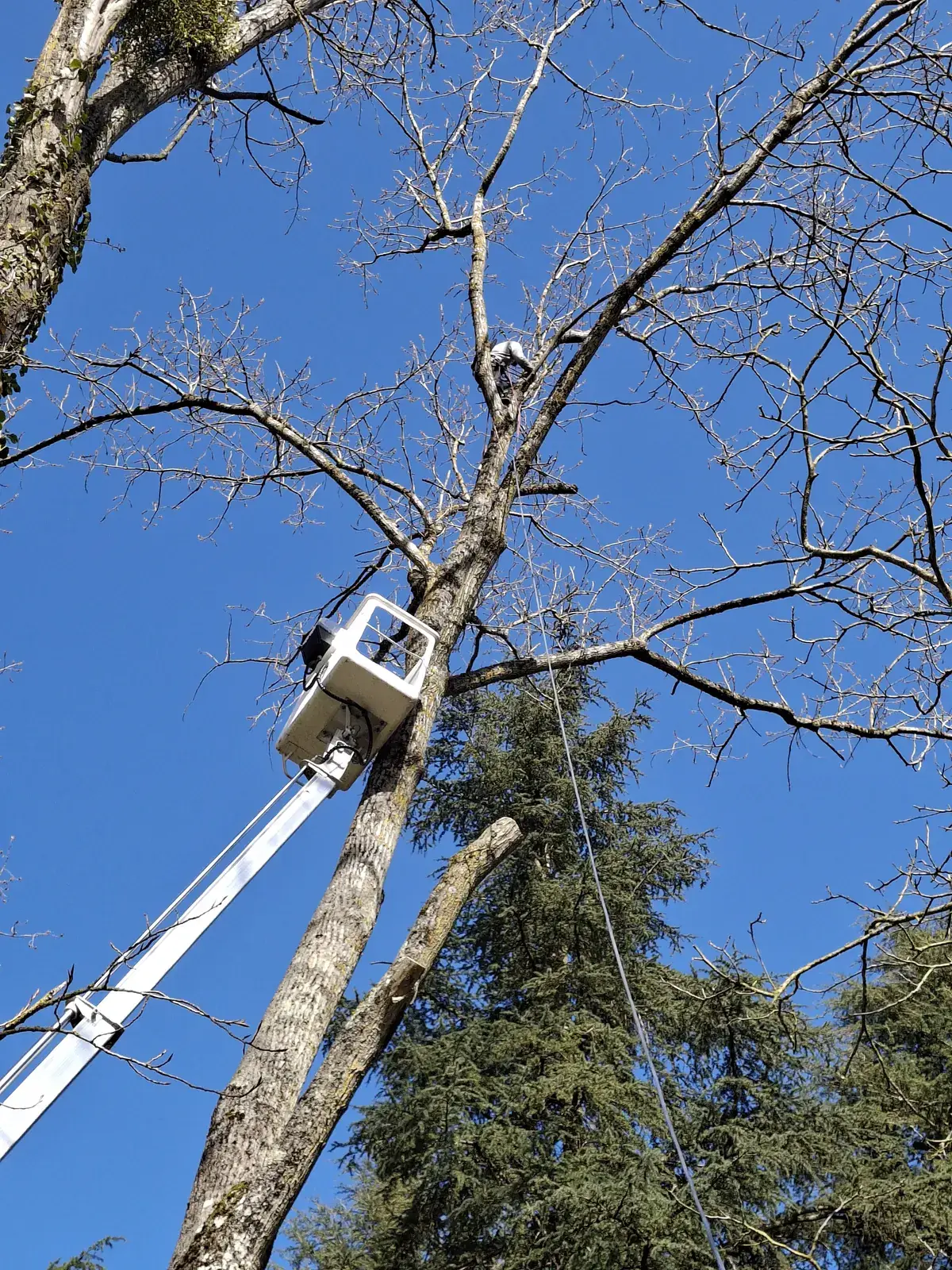 Nacelle en pleine extension pour l'élagage d'un arbre de grande hauteur — Le Carré Vert