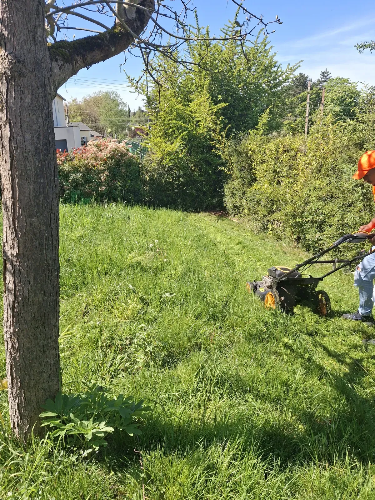 Débroussaillage d'un jardin sous les arbres — Le Carré Vert (37)