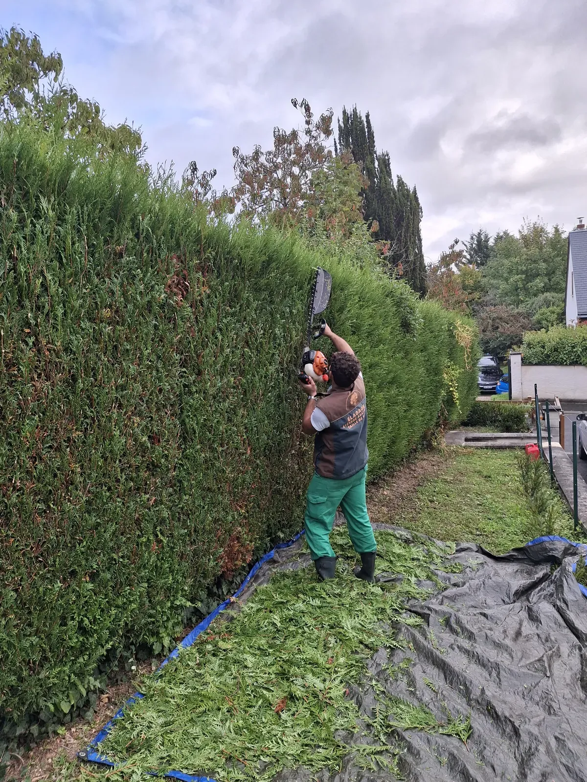Taille d'une longue haie de jardin, bâche de récupération au sol — Le Carré Vert (37)