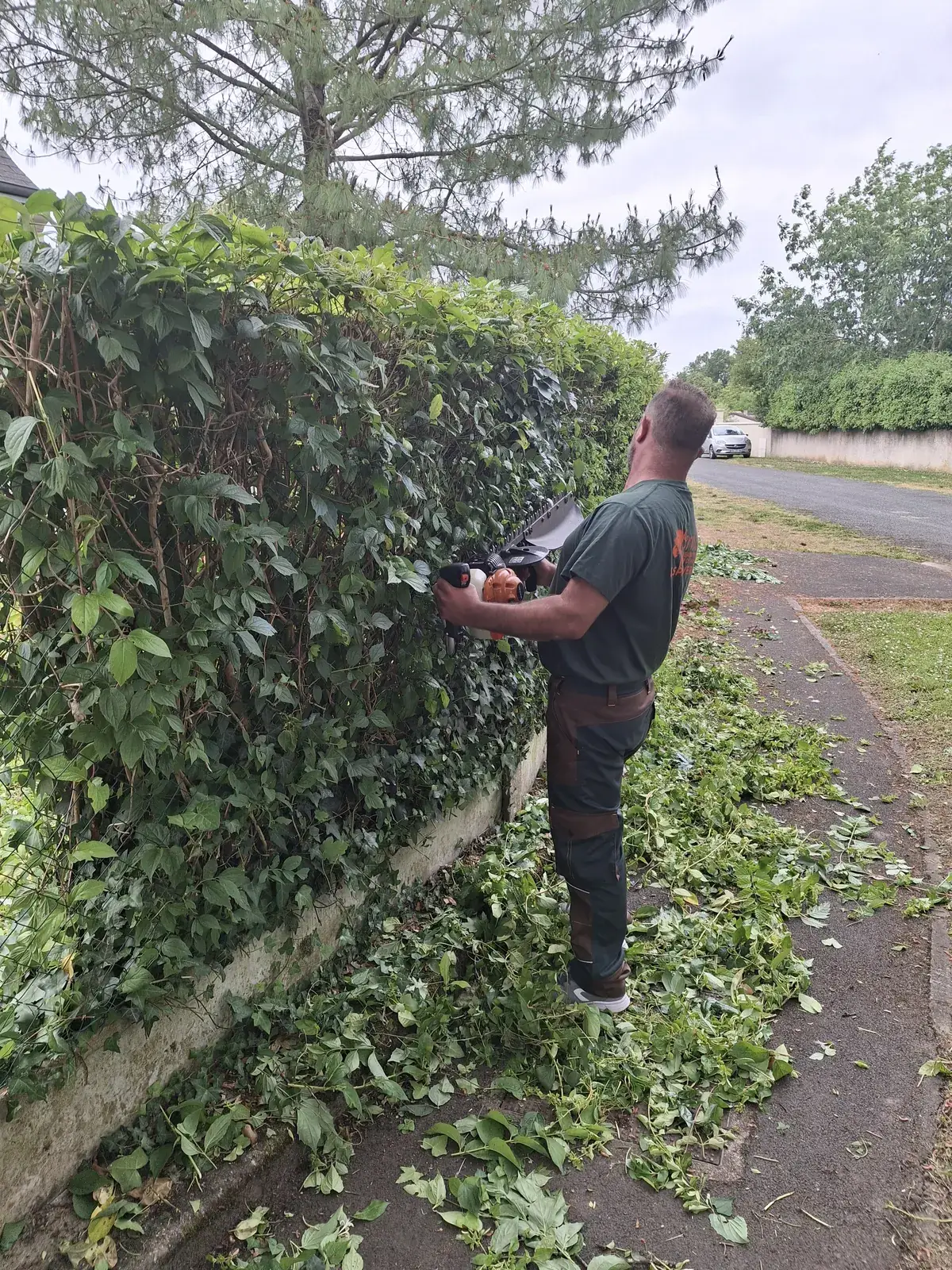 Taille de haie par Le Carré Vert, paysagiste à Joué-lès-Tours (37)