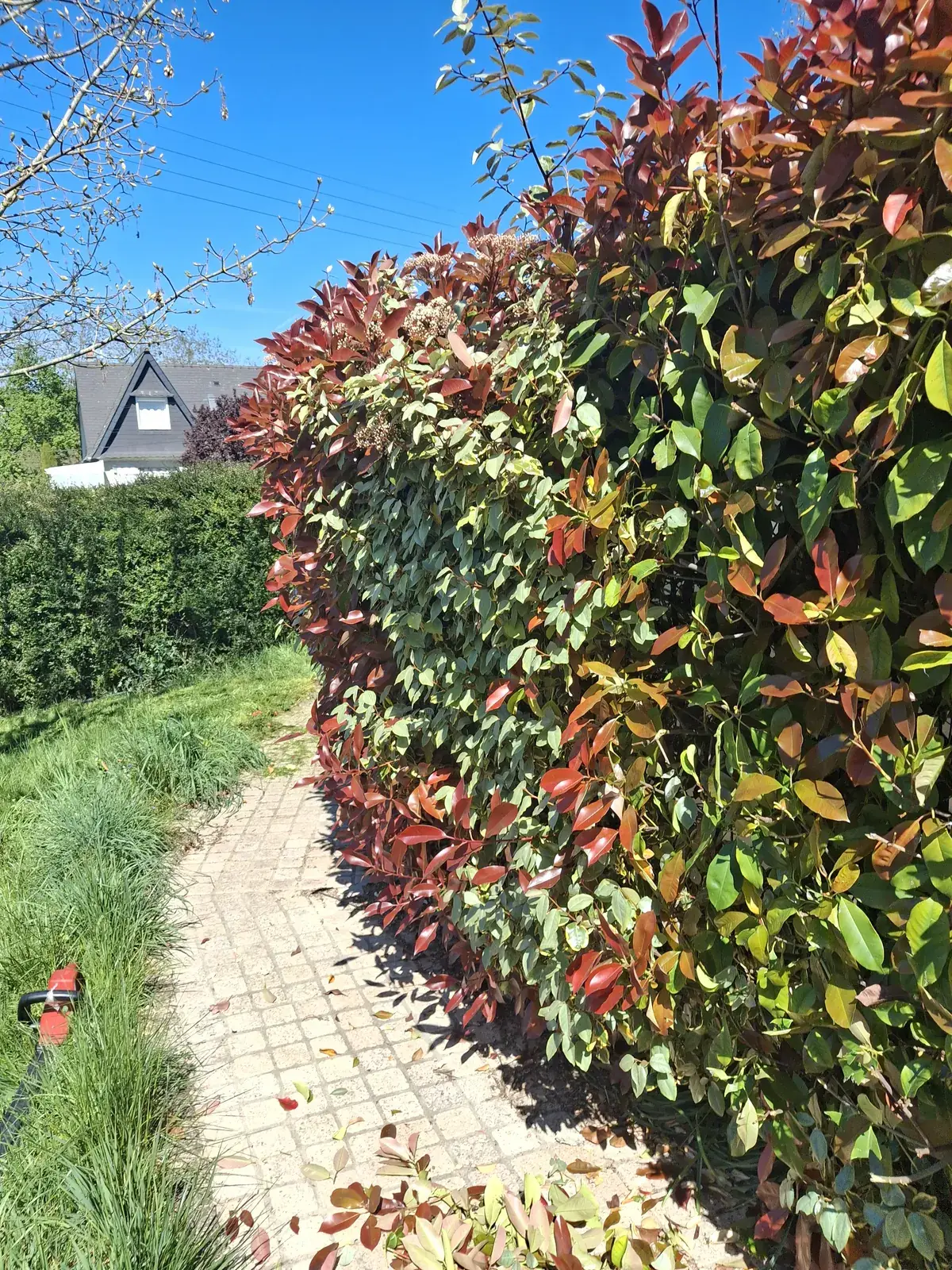 Haie de photinias taillée le long d'une allée — Le Carré Vert (37)