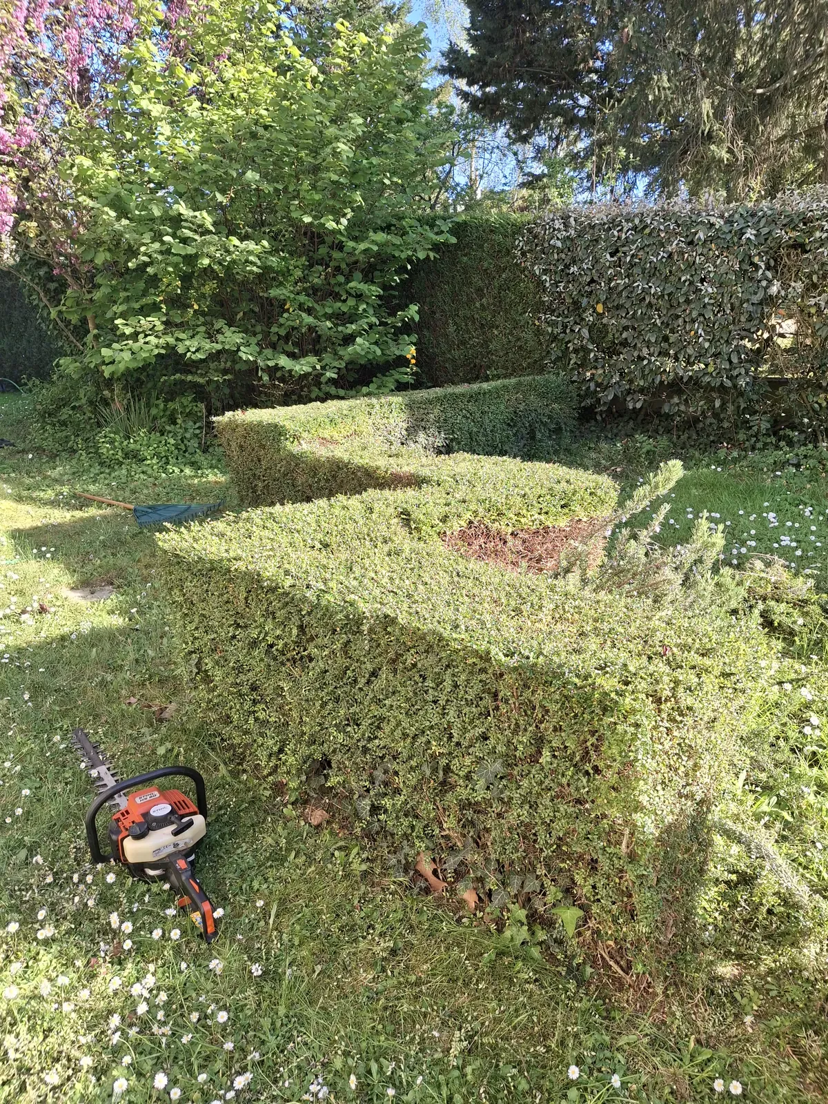 Haies et topiaires taillées dans un jardin — Le Carré Vert, Indre-et-Loire